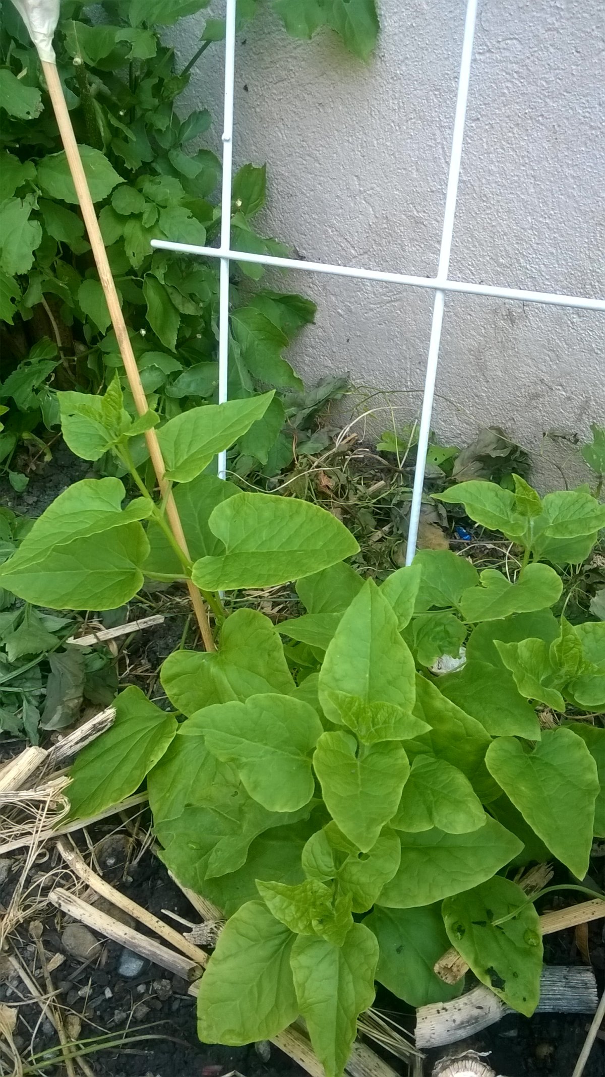 Die erste Pflanze im Boden - auch Schnecken lieben ihn
