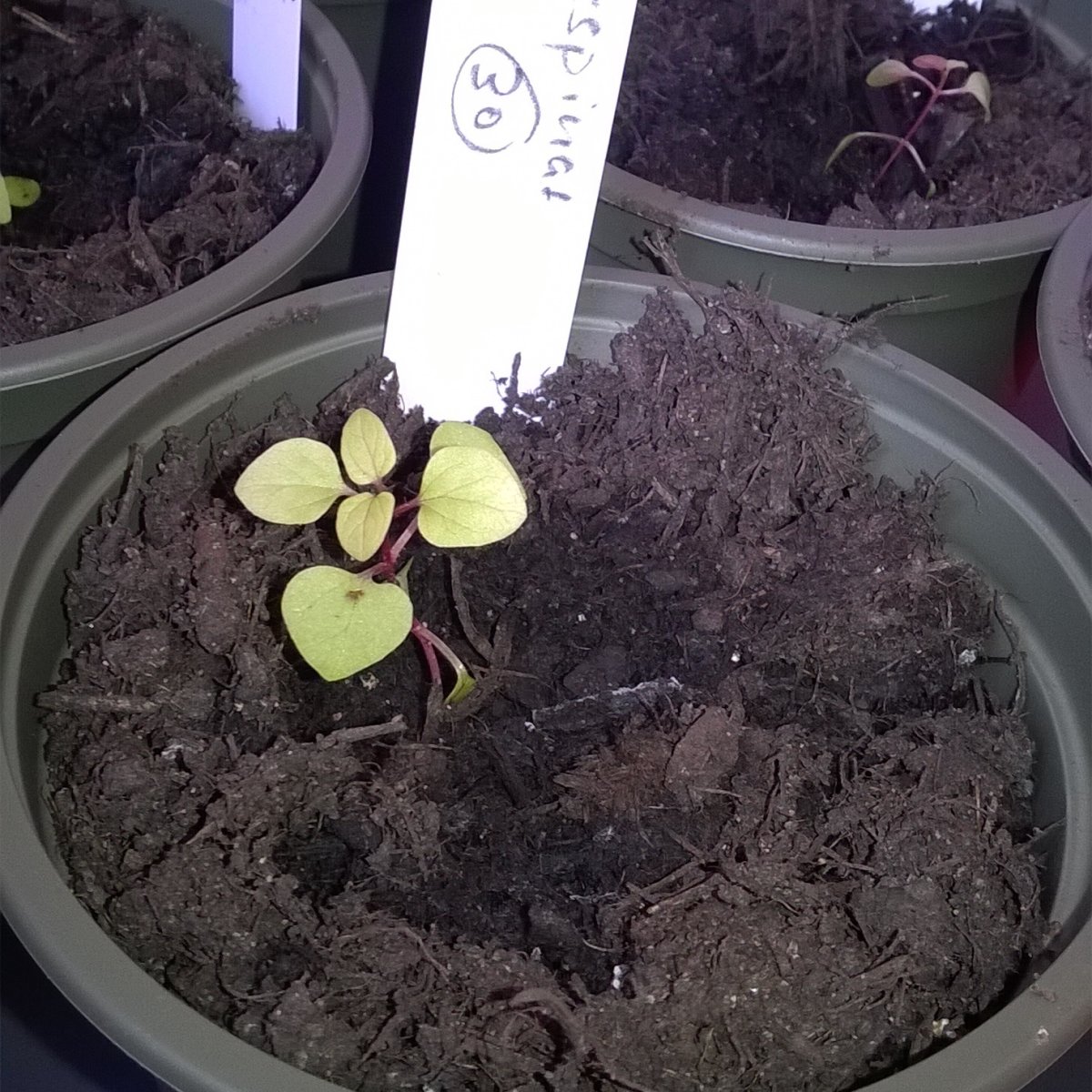 12. April - charakteristisch sind die rot angehauchten Stängel