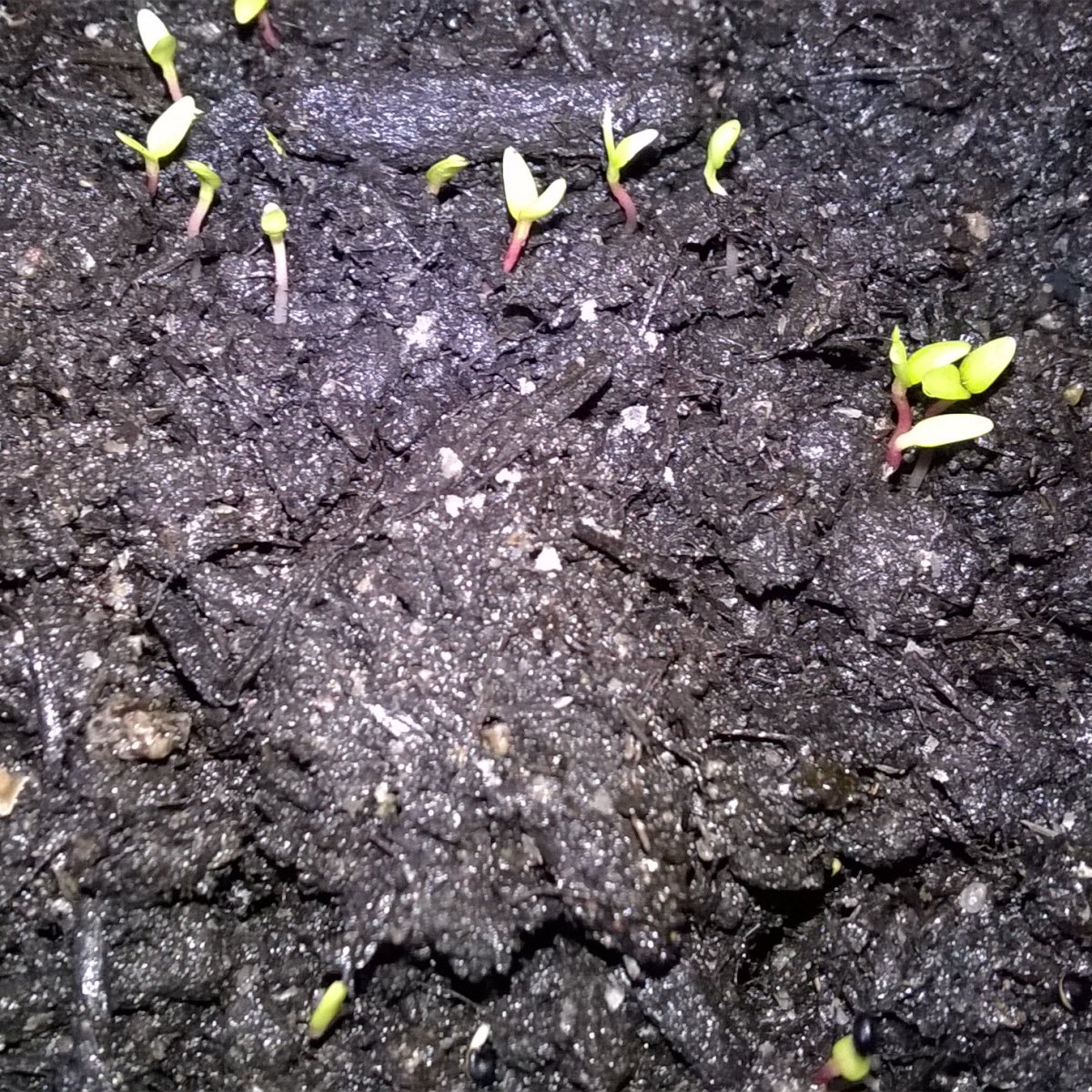 Am 27. März sind schon einige Pflänzchen zu sehen