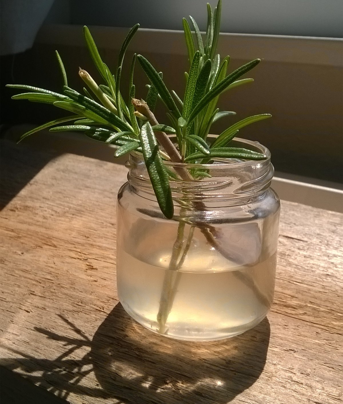 In Weidenwasser eingestellte Rosmarinstecklinge