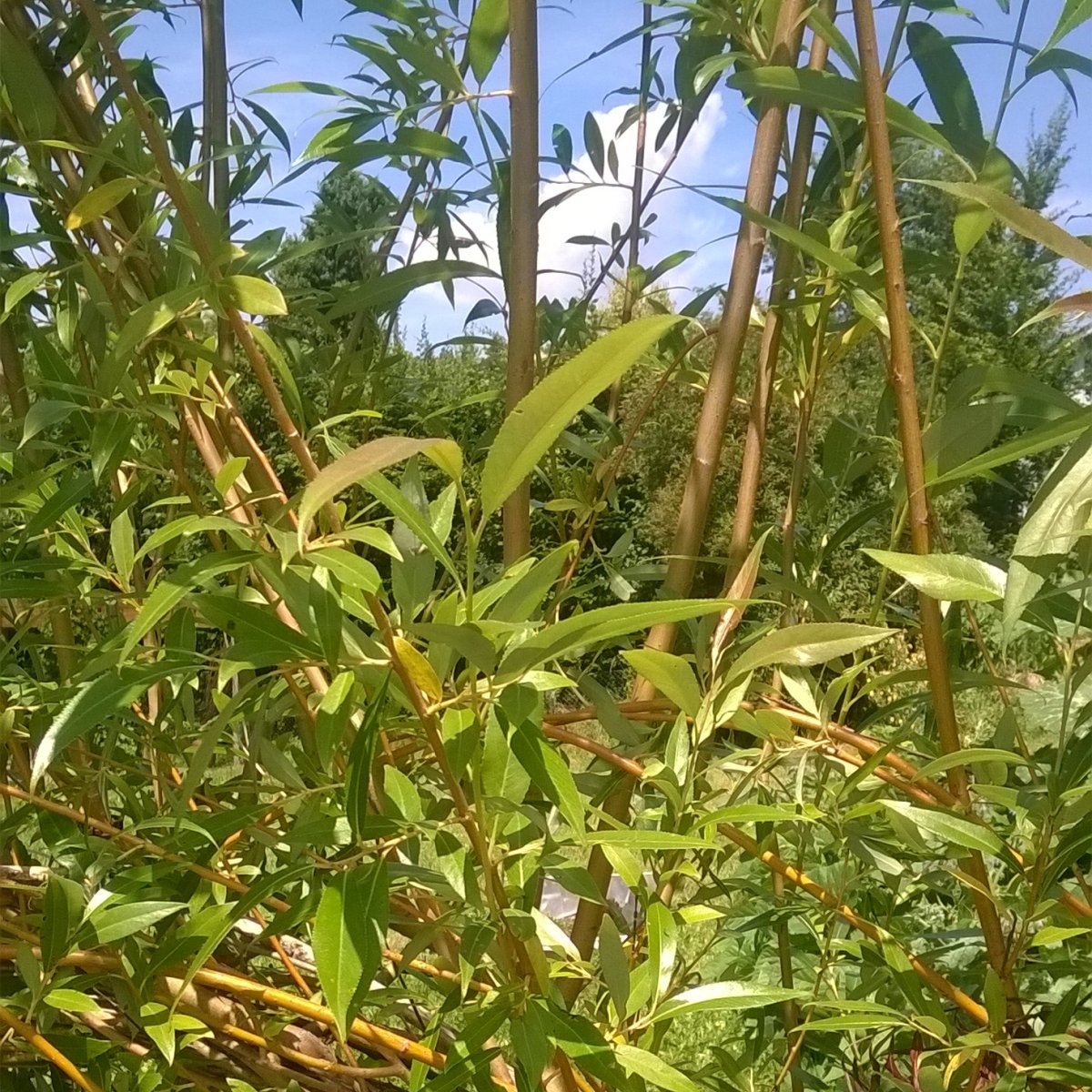 Weiden enthalten viel Wachstumshormone