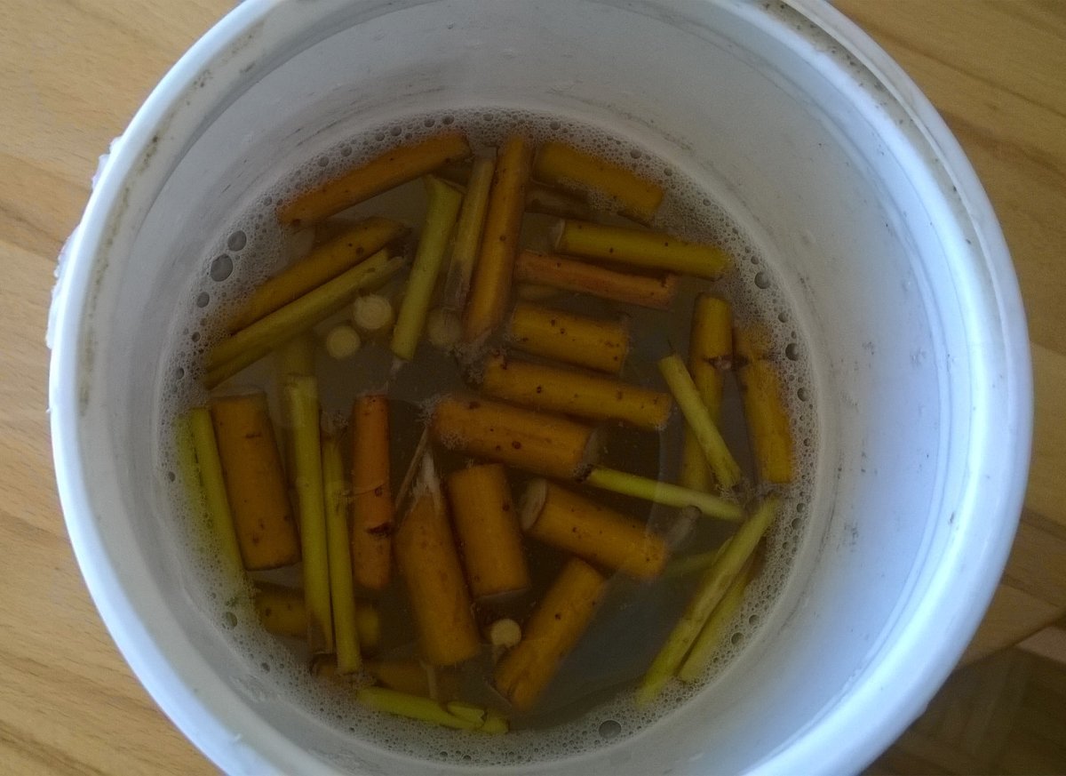 In Regenwasser eingelegte Weidenaststücke - 2.5 cm