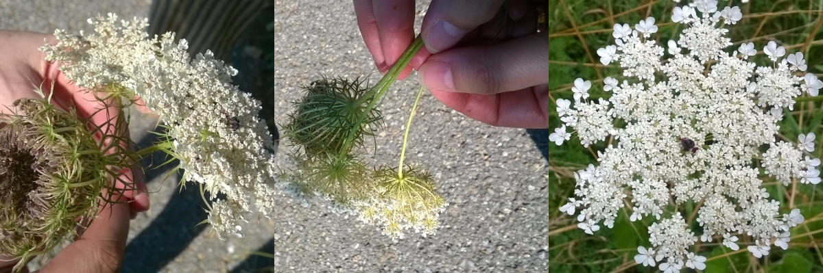 Wilde Möhre konkav, konvex, schwarzer "Insektenpunkt"