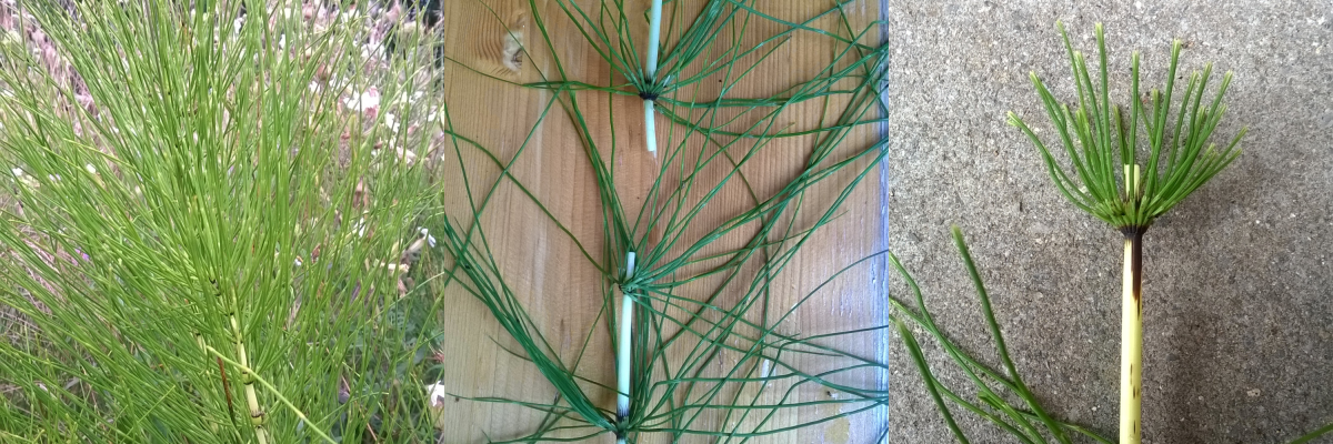 Acker- oder Sumpfschachtelhalm?